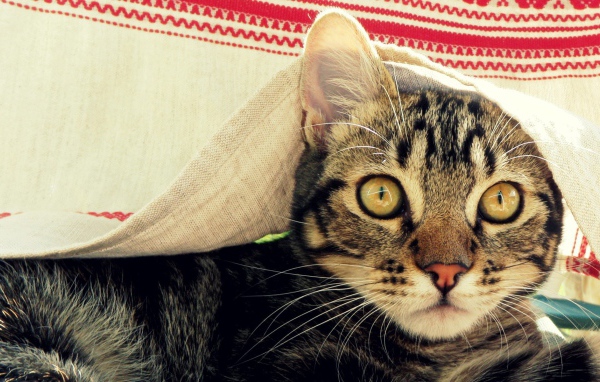 Кот под вышитым полотенцем