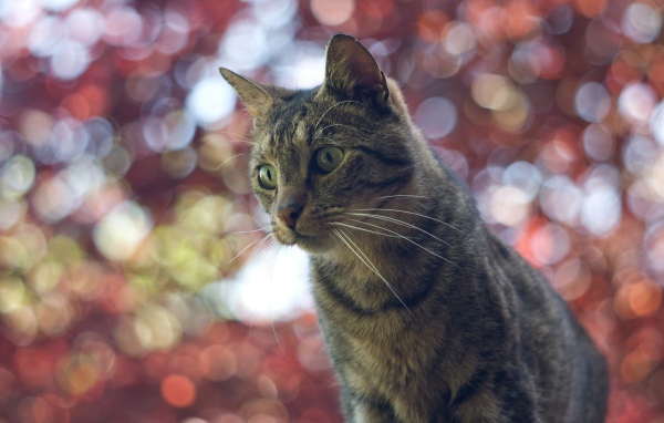Домашний кот на фоне размытых огней