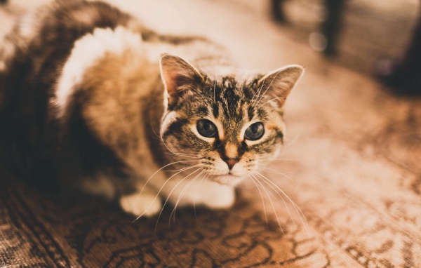 Домашняя кошка сидит на ковре