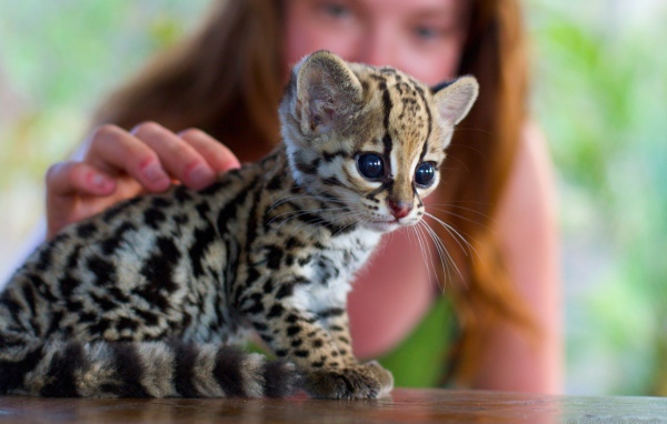 Девушка гладит котенка оцелота