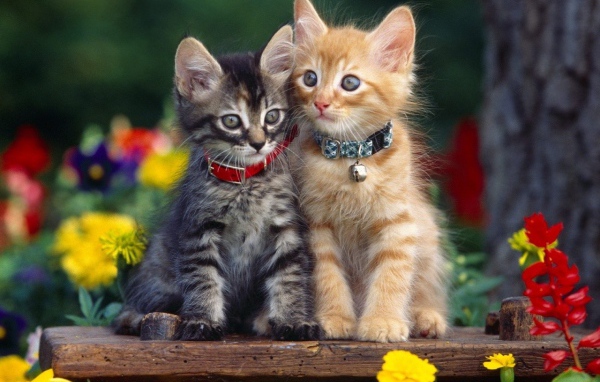 Серый и рыжий котенок в ошейниках