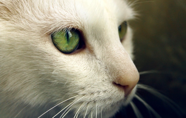 Зеленые глаза на белой морде кота