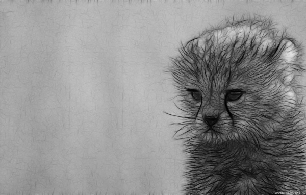 Серый рисунок котенка