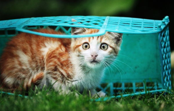 Котенок в голубой корзине