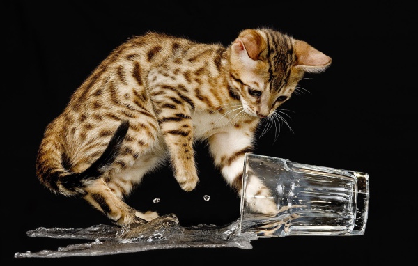 Котенок опрокинул стакан с водой