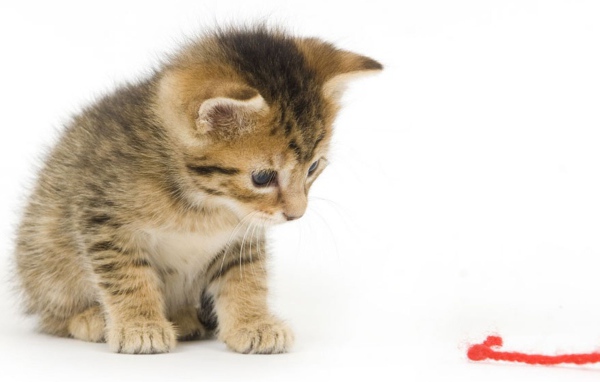 Котенок смотрит на красную нитку