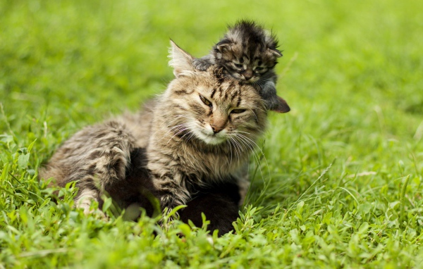 Котенок на голове у мамы