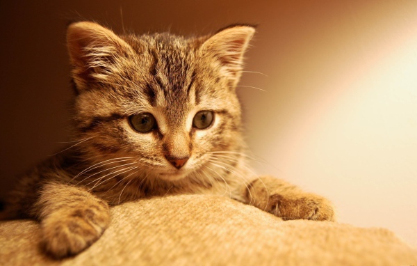 Котенок положил лапы на ткань