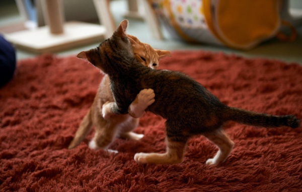 Котята играют на красном ковре