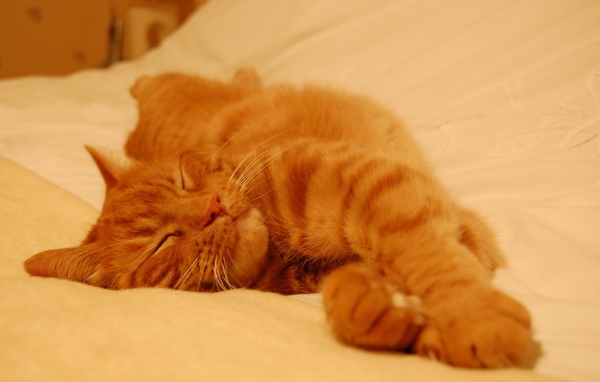 Рыжий кот сладко спит на простыне