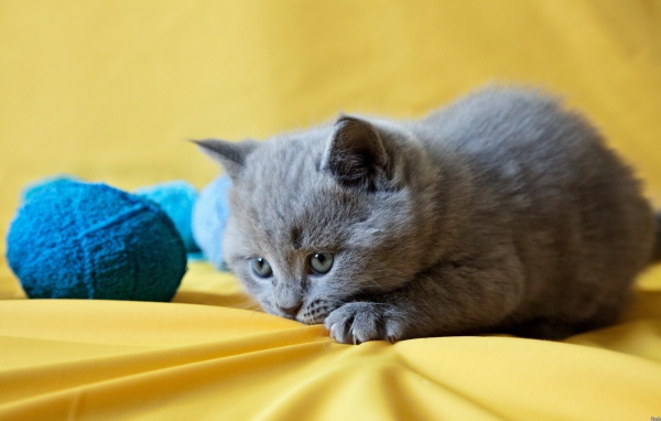 Грустный котенок с голубыми клубками