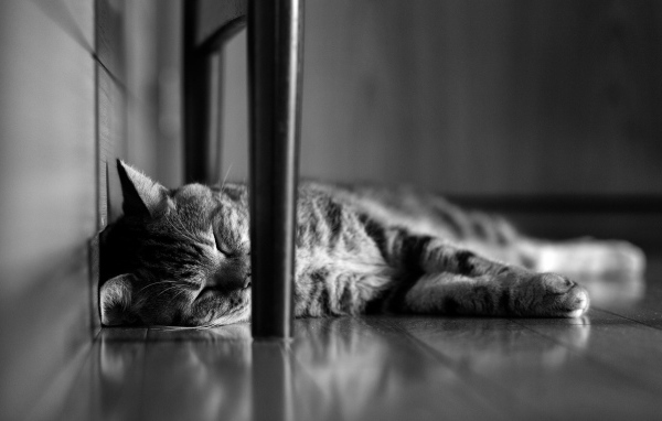 Кот сладко спит под стулом