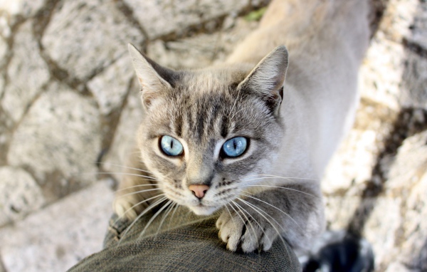 Голубоглазый кот тянется к хозяину