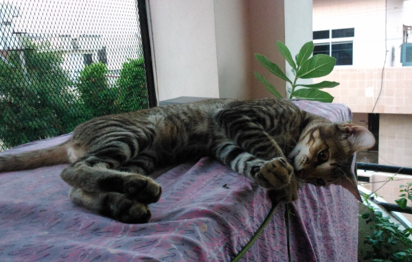 Кот лежит у окна и играет с ниткой