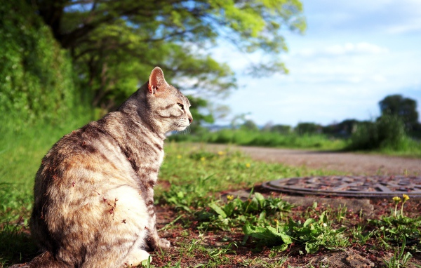 Кот сидит на земле возле люка