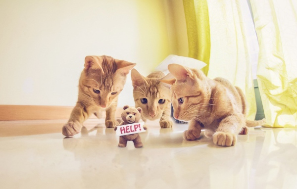 Игрушка просит спасения от котов