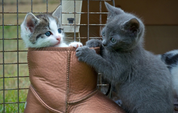 Два котенка играют в ботинке