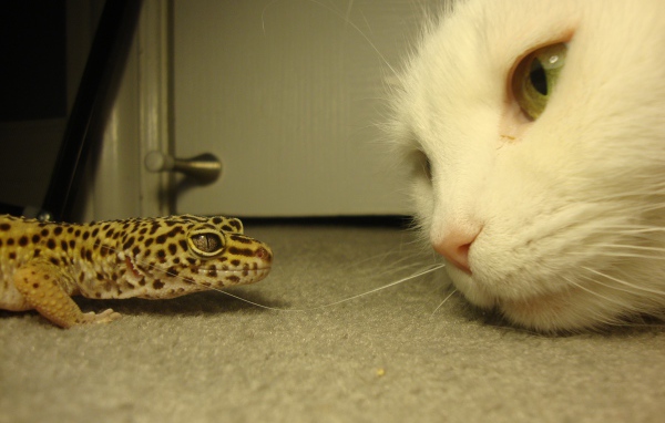 Белый кот и зеленая ящерица