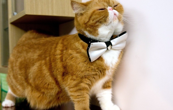 Белая бабочка на рыжем коте