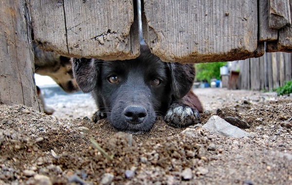Черный пес за забором