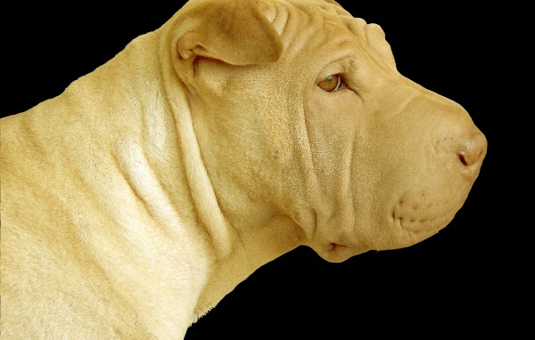 Светлый шарпей на черном фоне