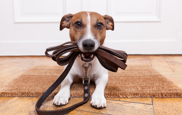 Собака держит поводок в зубах