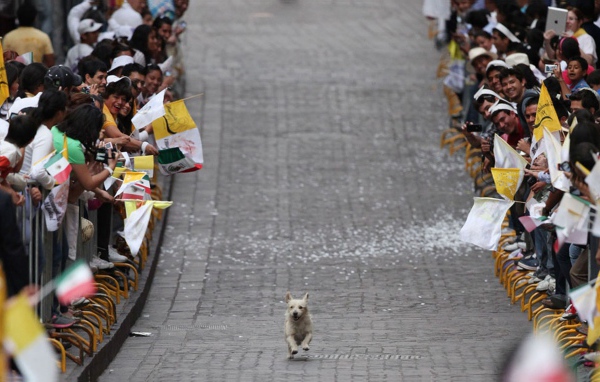 Собака бежит по улице среди людей