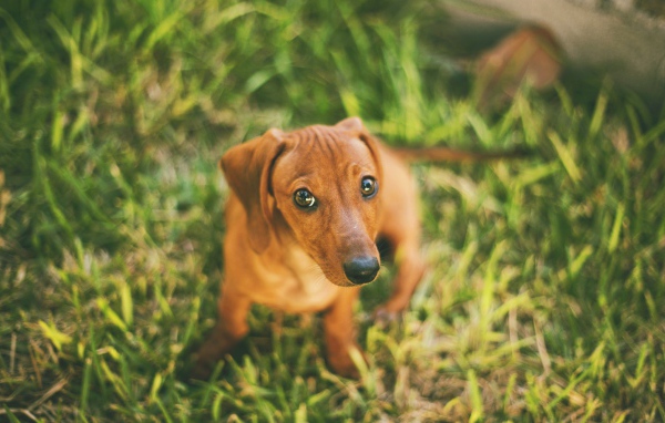Забавная такса сидит на траве