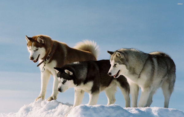Собаки породы хаски и аляскинский маламут