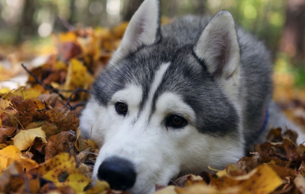Хаски лежит на куче листьев