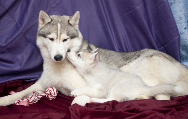 Щенок с мамой хаски