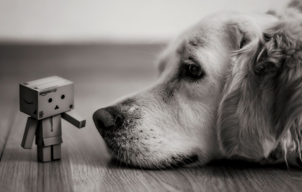 Человек из картона у носа собаки