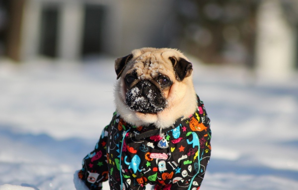 Мопс в зимней одежде