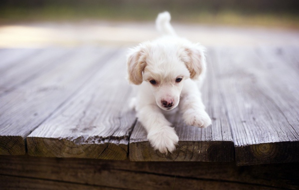 Щенок у края доски