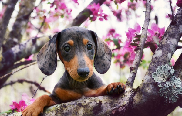 Щенок таксы на ветке цветущего дерева