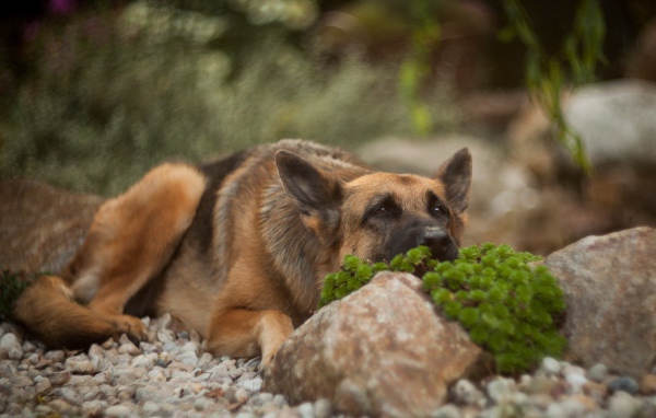 Овчарка прилегла за камнем
