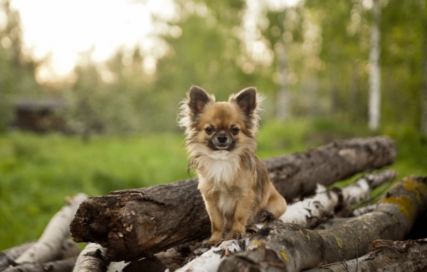Небольшая собака на куче бревен