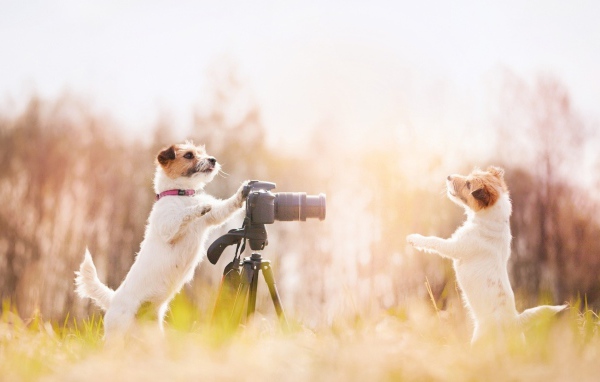 Две собаки фотографы