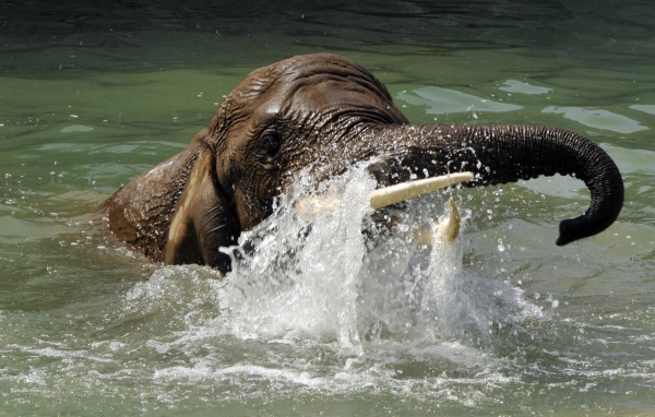 Слон плывет в воде