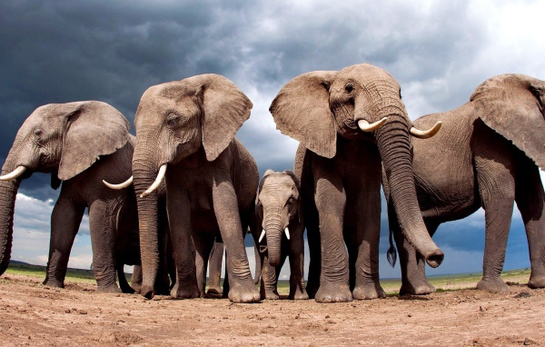 Слоны защищают слоненка