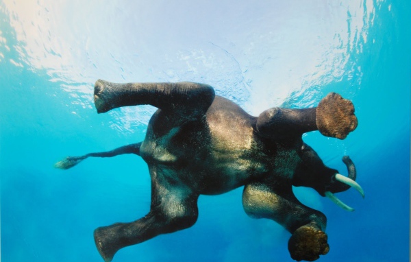 Фото слона в воде снизу