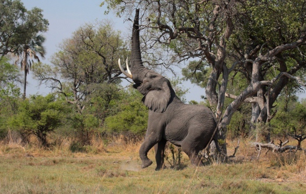 Слон поднял хобот вверх