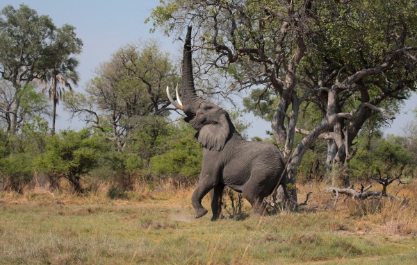 Слон высоко поднял хобот к дереву