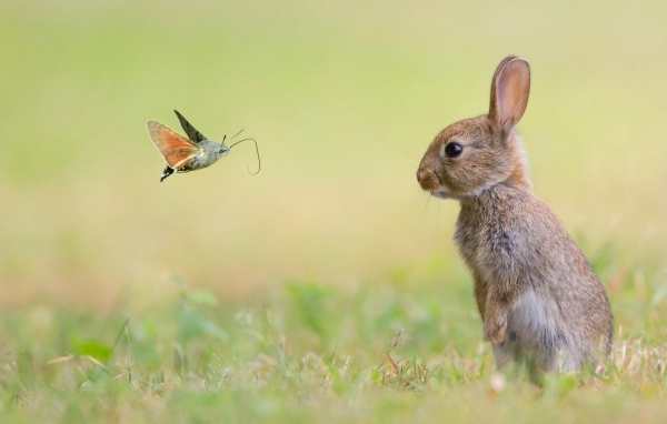 Кролик смотрит на бабочку
