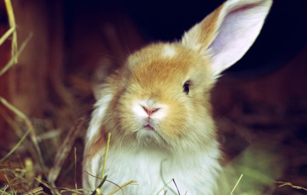 Рыжий кролик поднял одно ухо