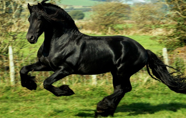 Черный как ночь конь