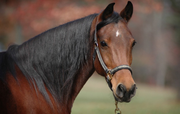 Коричневый конь с черной гривой