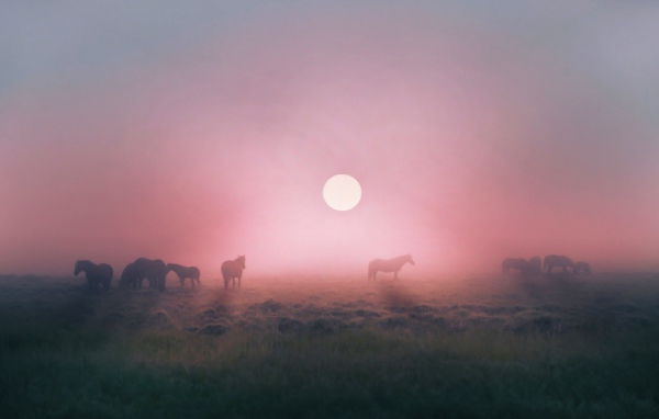 Лошади пасутся в тумане на восходе