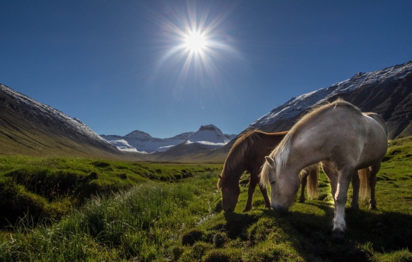 Лошади на горном пастбище