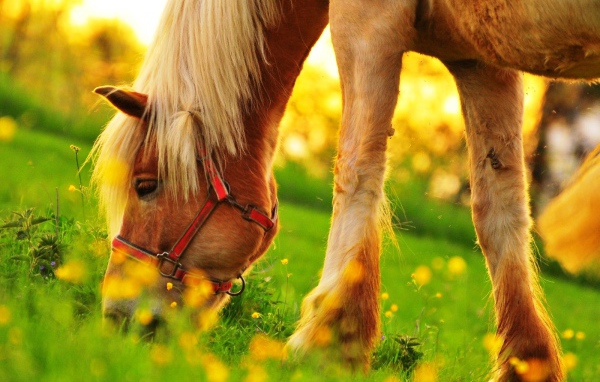 Пони пасется на зеленом поле